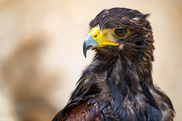 Hawk Eye