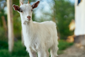 portrait of a goat