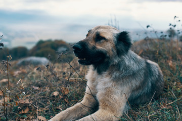 dog on beach