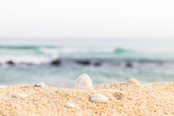 Fototapeta na wymiar sea shell on the beach