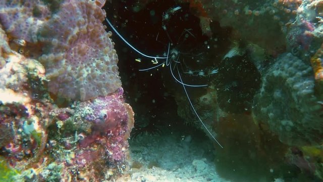 Banded Coral Shrimp Or Boxer Shrimp Or Cleaner Shrimp Macro Close Up Of Underwater Acrobatics On Coral Reef At Kalanggaman Island Phillipines Asia Cebu In Visayan Sea