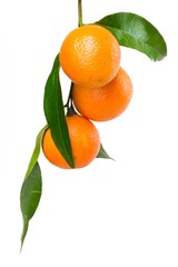 Orange hanging on branch