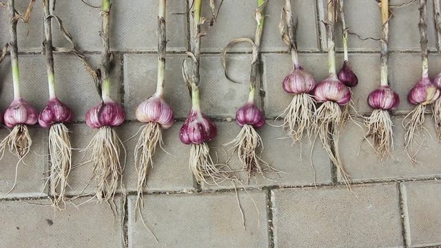 Dug-out and washed garlic is laid out on drying