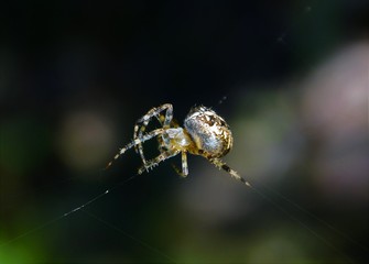 a spider Araneus diadematus