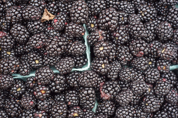 Close up of yummy freshly picked blackberries at a local farmer's market.