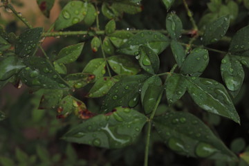 梅雨・花・雨・あじさい・植物