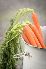 A group of orange carrots in a bucket with the stalks hanging on the outside of the bucket.