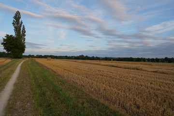 fresh green sunset landscape with blue sky and clouds