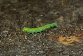 A caterpillar Operophtera Brumata on the bark of a tree