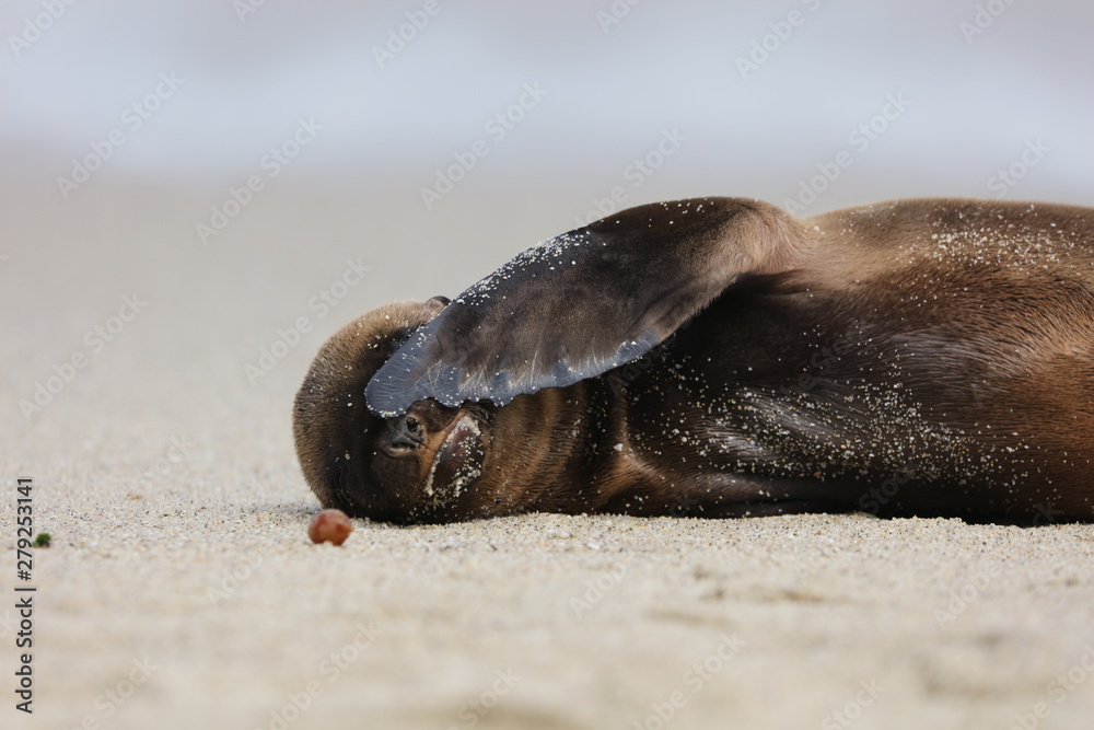 Wall mural California sea lion