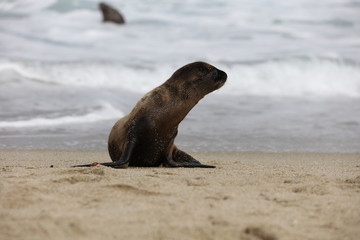 California sea lion