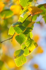 Autumn Birch Leaves on the Branches