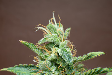 Macro trichomes cannabis. Indica flower. Fresh green weed In details. CBD THC in Pot. Marijuana bud...