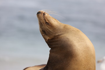 Naklejka premium California sea lion