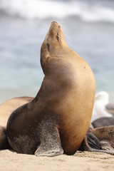 Fototapeta premium California sea lion
