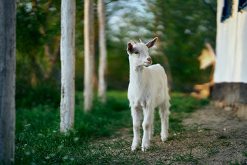 goat in the garden