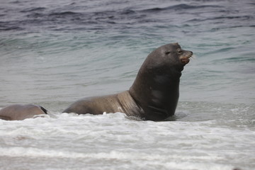 California sea lion