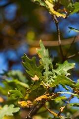 Autumn Oak Leaves on the Branches