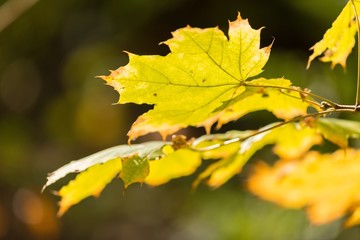Yellow Autumn Maple Leaves on the Branch