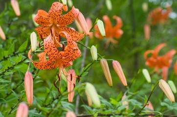 鬼百合（オニユリ）