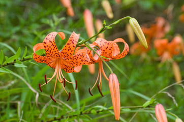 夏の里山　オニユリ
