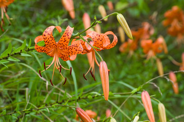 夏の野山の風景　鬼百合の花