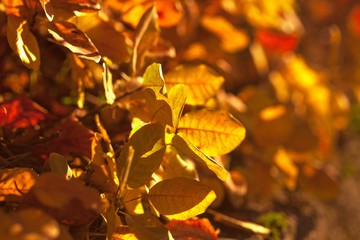 Closeup of fall leaves