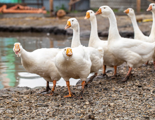 white geese on the farm, funny geese, waiting to be fed