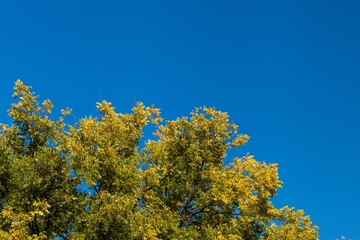Autumn leaves in treetops with blue sky