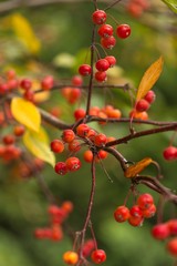 Holly berries and leaves