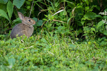 Naklejka na ściany i meble Baby rabbit at the woodline