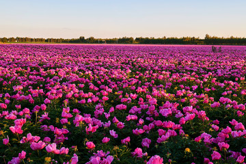 Chinese herbaceous peony fields
