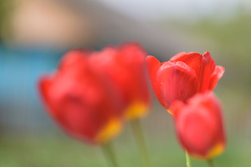 Obraz premium Tulip in a meadow in the grass on a sunny summer day. Photographed close up.