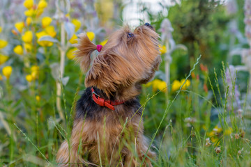 Yorkshire terrier is playing in the park in flowers.