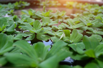 Obraz na płótnie Canvas Water hyacinth is a free-floating perennial aquatic plant