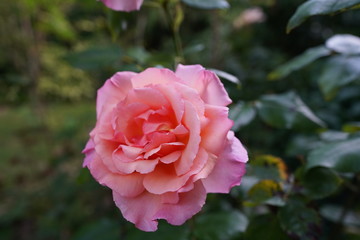 real wild roses attract real fast wild bees