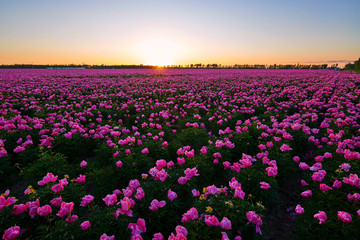 Chinese herbaceous peony fields