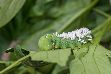 Braconid wasp cocoons on tomato hornworm