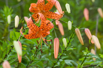 サマータイム　オニユリの花