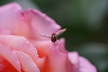 real wild roses attract real fast insects