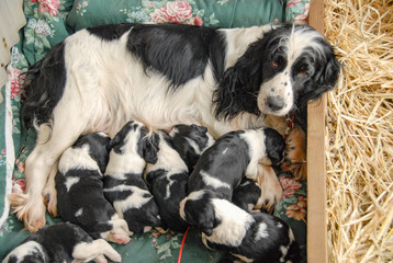 Gorgeous springer spaniel adult with her 9 puppies laying and nursing in a wooden box surrounded by hay.