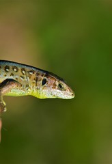 the head of a common lizard