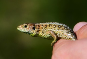 a lizard held in the hand 