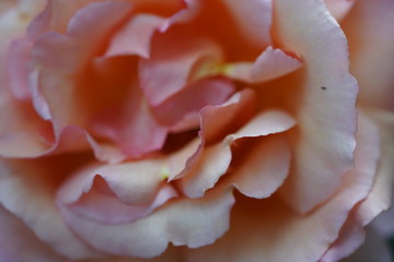 real wild roses attract real fast insects