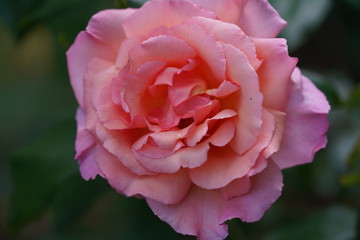 real wild roses attract real fast insects