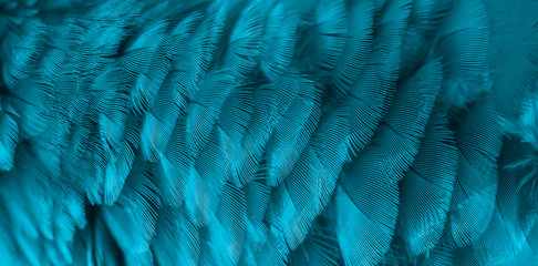 Macaw feathers in closeup ,Blue and gold macaw