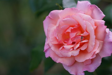 real wild roses attract real fast insects