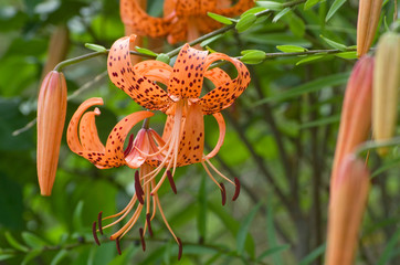 鬼百合　－ tiger lily－ 