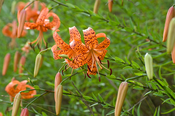 オニユリ（鬼百合）