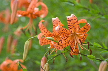 夏　鬼百合の花